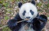 Японці вигадали оригінальний спосіб вирощування рідкісних панд