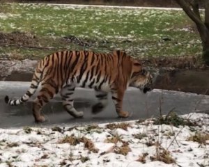 Сеть подорвал амурский тигр, что провалился под лед