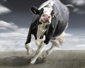 Корова пірнула в озеро, щоб врятуватися від забою