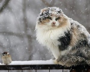 Снег, туман или гололед - какую погоду ожидать украинцам