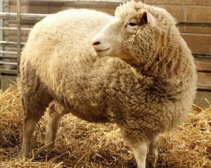 Клонированную овцу назвали в честь американской певицы
