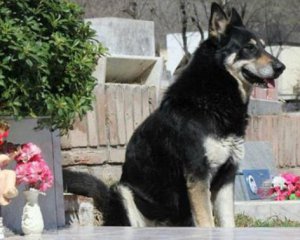 Помер пес, який 11 років охороняв могилу господаря