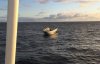 Запуск SpaceX: обтекатель ракеты упала в море