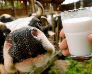 Россия отказывается от белорусской &quot;молочки&quot;