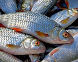 В Украине выловили почти 100 тыс. тонн рыбы