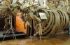 Скелети трьох вимерлих тварин, які можна побачити лише у Львові