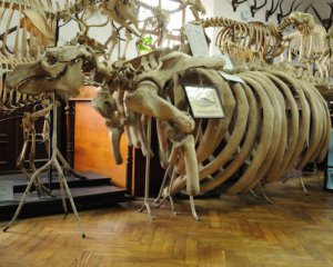Скелети трьох вимерлих тварин, які можна побачити лише у Львові