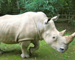 На межі вимирання опинився цілий вид носорогів