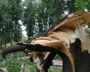 Зламано 200-річне дерево Джорджа Вашингтона