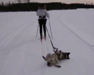 Ленивый пес-лыжник покорил сеть