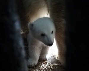 Показали трогательное фото белого медвежонка в украинском зоопарке