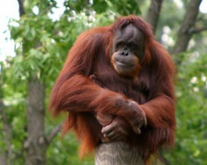 В зоопарке Индонезии орангутанг докурил сигарету за посетителем