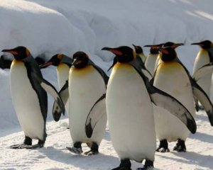 Опубликовали видео, снятое пингвинами на камеру полярников