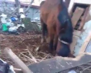 Полицейские обнаружили коня, которого держали в ужасных условиях
