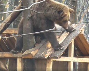 Показали забавное видео медведя, который пытается &quot;потереть спинку&quot;