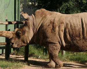 Помер останній у світі самець північного білого носорога