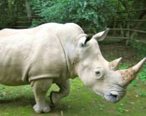 Помер єдиний на весь світ самець північного білого носорога