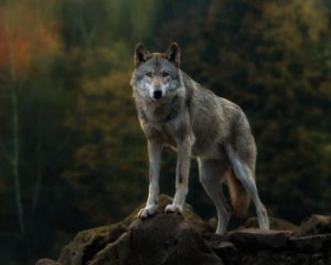 В окупованому Криму дали дозвіл на масове вбивство вовків