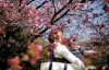 З'їжджаються туристи з усього світу: в Японії цвіте сакура