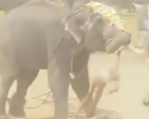 Топтал и поднимал на бивни - взбешенный слон жестоко расправился с мужчиной