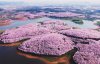 Показали впечатляющие фото цветущих вишневых садов