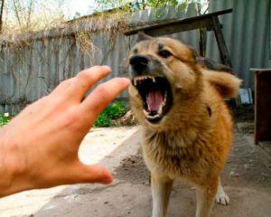 Просто через паркан тренується: чоловік відстрілює сусідських собак