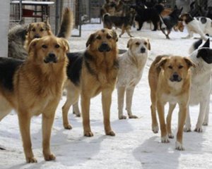 Голову обгризли собаки: в Бердичеві знайшли труп