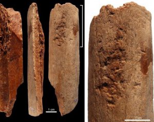 Знайшли інструменти з кістки, яким більше 100 тис. років