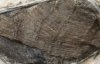 Знайшли черевик віком 5 тис. років