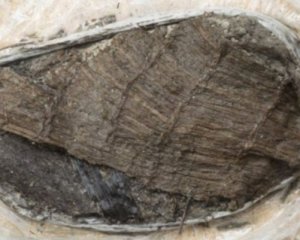 Знайшли черевик віком 5 тис. років