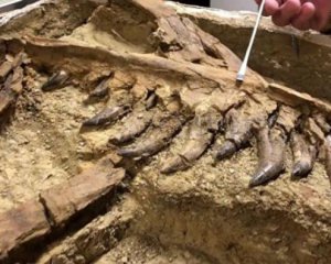 Археологи нашли остатки детеныша тиранозавра