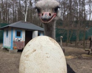 В Межигорье страусы Януковича снесли первое яйцо