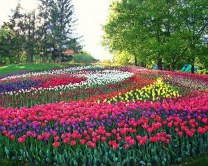 На Певческом поле высадят 13 млн цветов