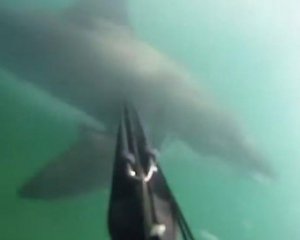 Подводный рыбак спасся от акулы, едва не потеряв ногу