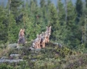 Видео недели: один день из жизни животных в Карпатах