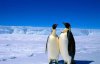В Антарктиці випала рекордна кількість снігу