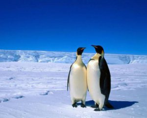 В Антарктике выпало рекордное количество снега