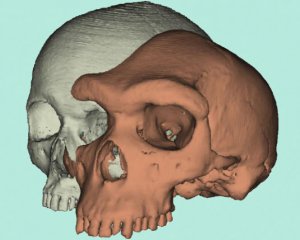 Ученые узнали, как брови повлияли на эволюцию человека