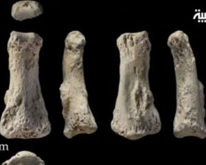 Археологи знайшли кістку, яка змінює уявлення про історію людства