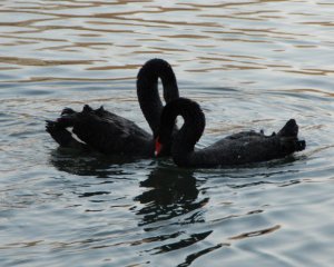 У черных лебедей в киевском зоопарке появились птенцы