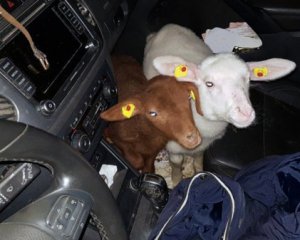 Женщина перевозила 15 козлят в авто