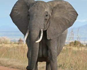 В Африке слон-гимнаст полностью остановил движение транспорта на одной из дорог