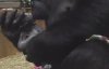 Трогательное рождения редкостной гориллы сняли на видео