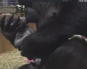 Зворушливе народження рідкісної горили зняли на відео