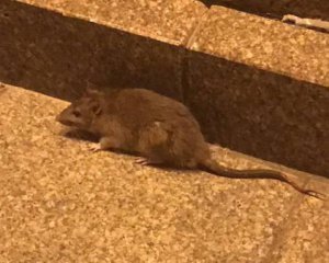У входа в столичную мэрию гуляла крыса