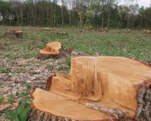 Мужчина у заповеднике нарубил деревьев на 165 тыс. грн