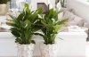 5 розкішних кімнатних рослин, які потребують мінімум догляду