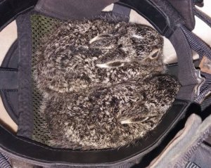 "Пощастило, що вижили": з лісової пожежі врятували зайченят