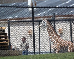 Жирафа-беглянка заставила побегать смотрителей зоопарка