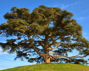 Із кори дерева навчилися добувати алкоголь